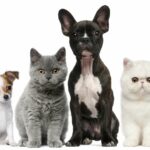 e-Mascotas y el auge de los animales de compañía