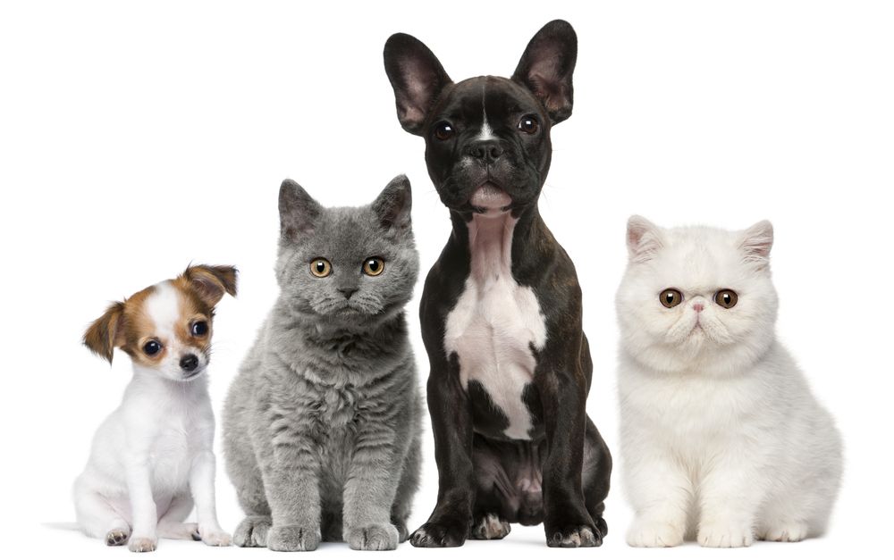 e-Mascotas and the pet boom